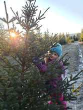 Our "Free Range" Organic Christmas Trees!