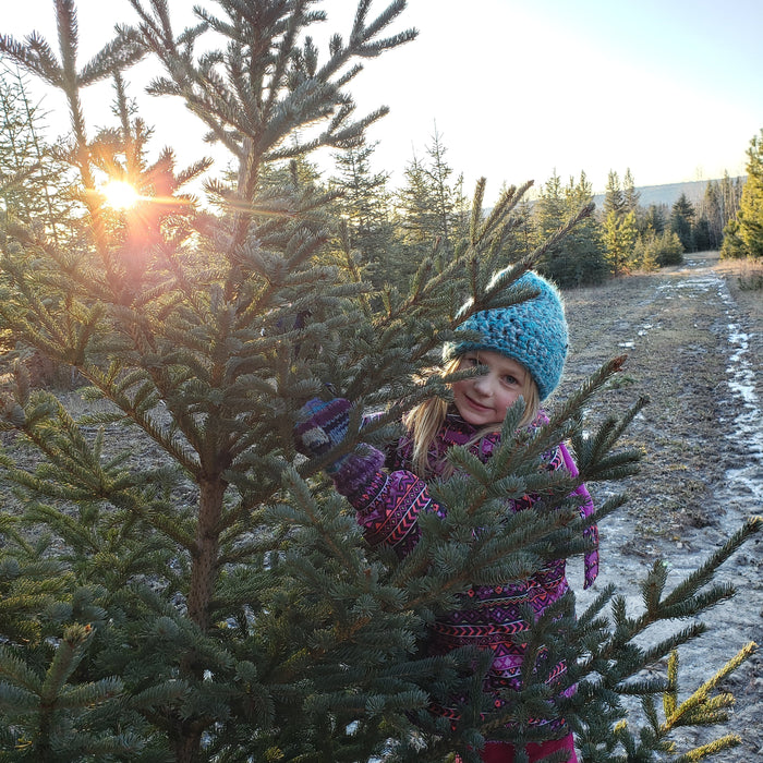 Our "Free Range" Organic Christmas Trees!